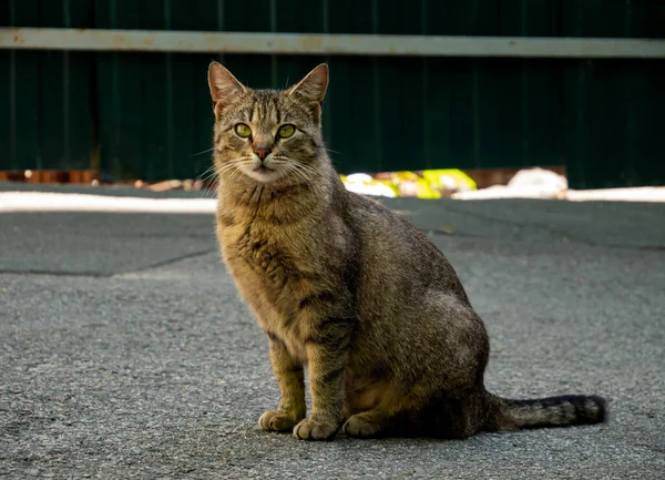 Gato Gris Mirando Cámara Cerca Cerca Verde — Foto de Stock