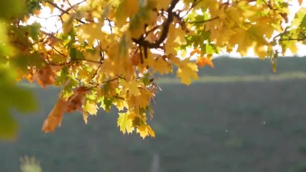 Leaf Fall Höststadsparken Vacker Bakgrund — Stockvideo