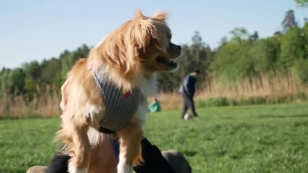 Adam Yeşil Parkta Çimlerin Üzerinde Oturur Küçük Bir Köpekle Oynar — Stok video