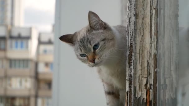 Gris Lindo Gato Sentado Ventana Meows — Vídeos de Stock