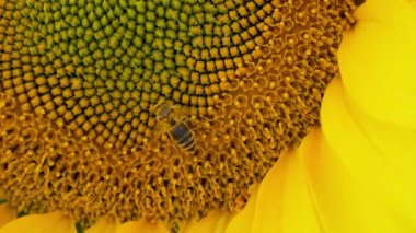 Arı ve Ayçiçeği - Makro Yakın plan.