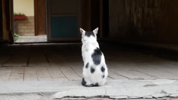 Intéressant Cat. Le chat dans la cour est bien assis .
