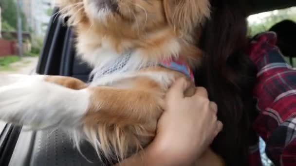 Маленькая Собачка Смотрит Окно Автомобиля Счастливая Пара Машине Делает Селфи — стоковое видео