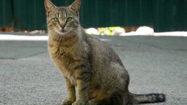 Gri sevimli kedi pencerede oturuyor ve miyavlıyor..
