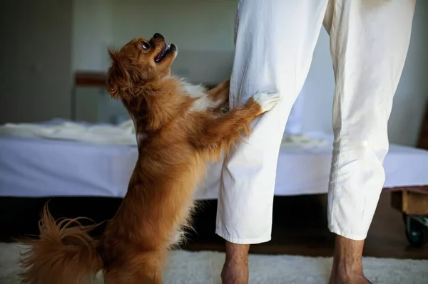 Собака Стоит Своих Задних Лапах Рядом Человеком Ноги Дома — стоковое фото
