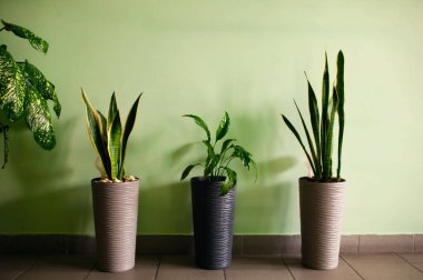 Yeşil bir geçmişi olan bir ev bitkisi.