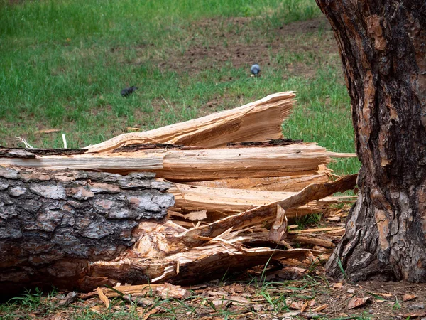 Albero Caduto Nel Parco Dopo Uragano Tempesta Danni — Foto Stock