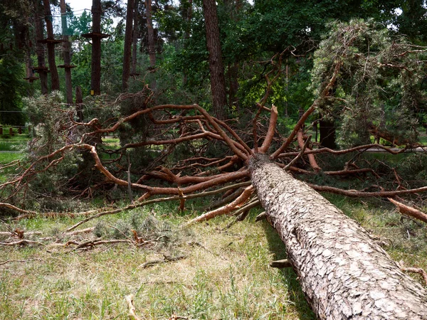 Fallen Tree In The Park After A Storm Hurricane Damage