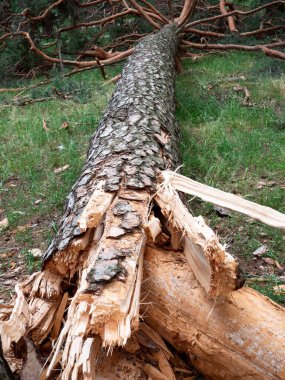Fırtına Hasarı 'ndan sonra parkta devrilen ağaç.