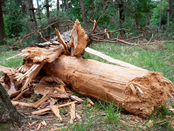 Fallen Tree In The Park After A Storm Hurricane Damage