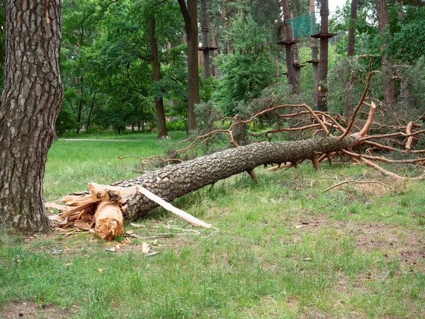 Albero Caduto Nel Parco Dopo Uragano Tempesta Danni — Foto Stock