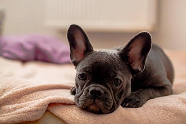 Fransız Bulldog Yatakta, Dinleniyor veya Hasta ve Hasta Hissediyor