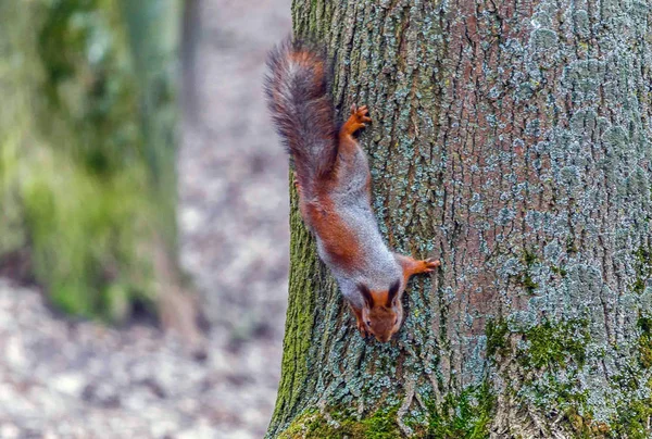 Écureuil sautant dans les arbres et jouant dans le parc — Photo