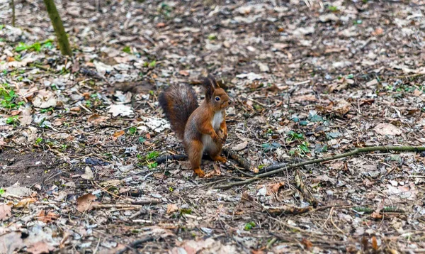 Écureuil sautant dans les arbres et jouant dans le parc — Photo