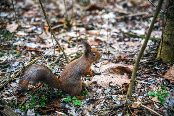 Ardilla saltando en los árboles y jugando en el parque — Foto de Stock