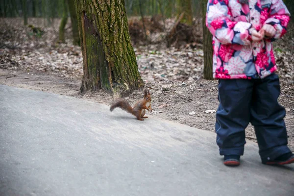 Écureuil sautant dans les arbres et jouant dans le parc — Photo