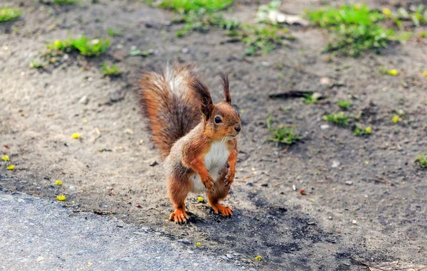 Ardilla saltando en los árboles y jugando en el parque . — Foto de Stock