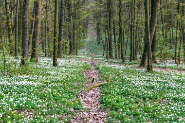 Güzel beyaz çiçekli bir bahar ormanda yol