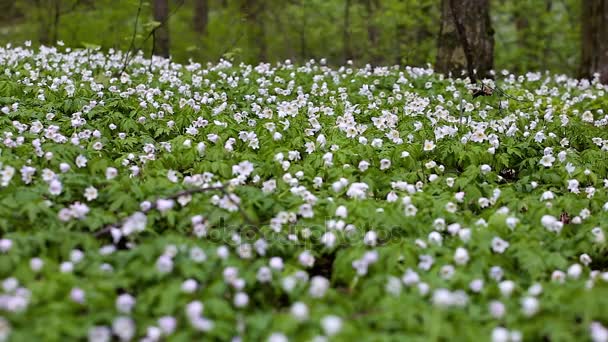 Road, gyönyörű fehér virágok tavaszi erdő. — Stock videók