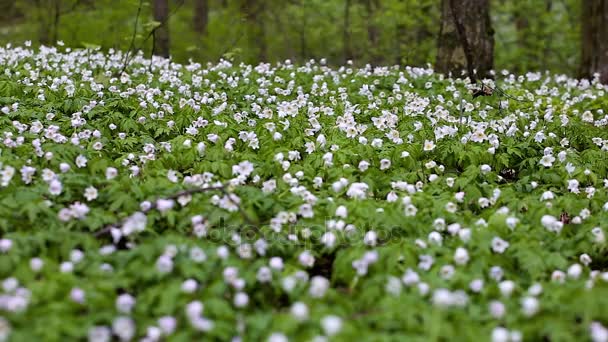 Weg in een forest van de lente met mooie witte bloemen. — Stockvideo