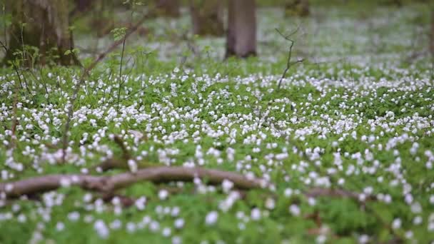 Route dans une forêt printanière aux belles fleurs blanches . — Video