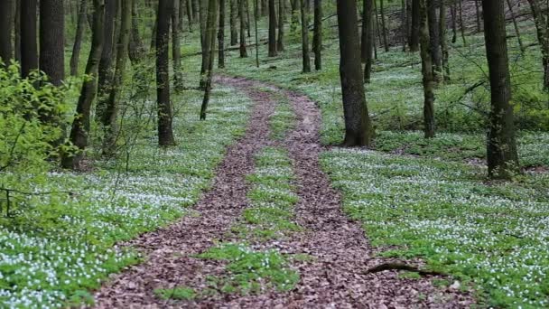 Дорога в весеннем лесу с красивыми белыми цветами . — стоковое видео