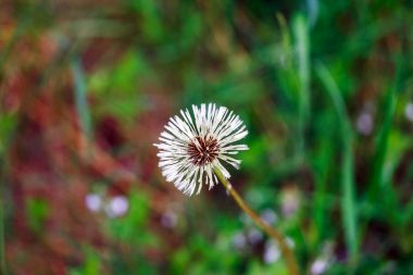 bir yağmur sonra ıslak karahindiba yakın çekim