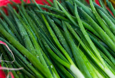 Bahar sebzeler - soğan, turp, dereotu, salata