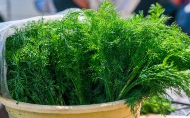 Sulu bahar taze yeşil dereotu ve maydanoz
