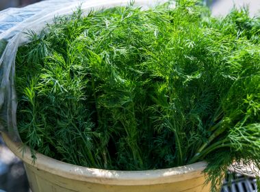 Sulu bahar taze yeşil dereotu ve maydanoz