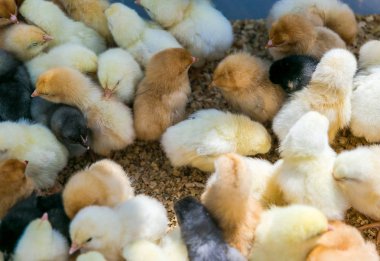 Farklı renkler beyaz bir arka plan üzerinde izole çok yeni doğan hatunla