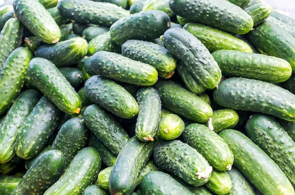 Çok sayıda olgun yeşil salatalık