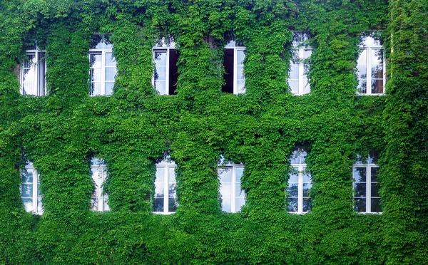 Parede verde em um edifício sustentável, com jardim vertical na fachada — Fotografia de Stock