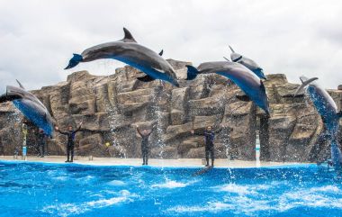 Batum, Georgia-Temmuz 9 2015 öğretim elemanları ile gerçekleştirmek Batum Dolphinarium yunuslar eğitimli.