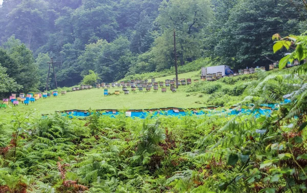 美丽的大自然，在格鲁吉亚在高海拔山区 — 图库照片