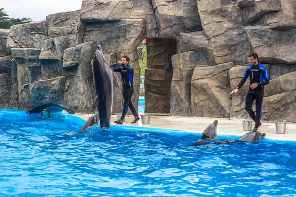 Batum, Georgia-Temmuz 9 2015 öğretim elemanları ile gerçekleştirmek Batum Dolphinarium yunuslar eğitimli.