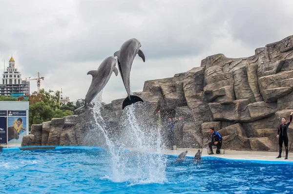 BATUMI, GEORGIE-9 JUILLET 2015 Des instructeurs jouent avec des dauphins entraînés au Batumi Dolphinarium — Photo