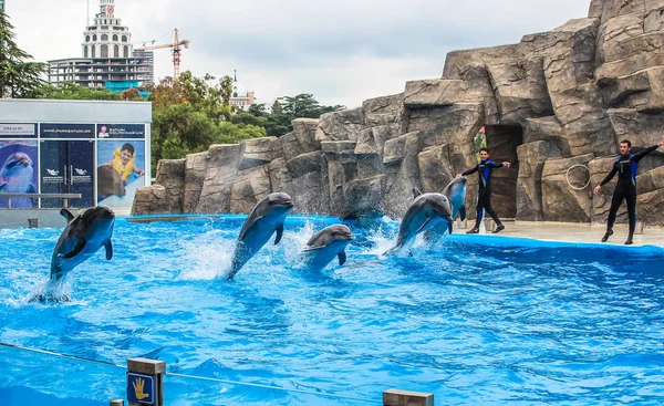 Batum, Georgia-Temmuz 9 2015 öğretim elemanları ile gerçekleştirmek Batum Dolphinarium yunuslar eğitimli.
