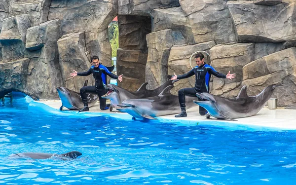 Batum, Georgia-Temmuz 9 2015 öğretim elemanları ile gerçekleştirmek Batum Dolphinarium yunuslar eğitimli.