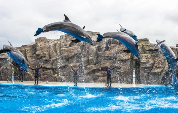 Batum, Georgia-Temmuz 9 2015 öğretim elemanları ile gerçekleştirmek Batum Dolphinarium yunuslar eğitimli.