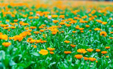 Tıbbi hazırlık için güzel calendula plantasyon