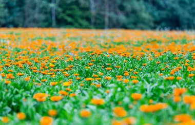 Tıbbi hazırlık için güzel kadife çiçeği ekimi