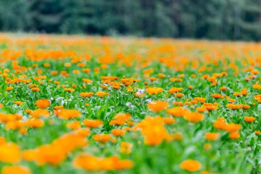 Tıbbi hazırlık için güzel kadife çiçeği ekimi
