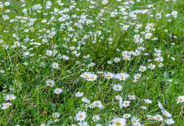 Çayır ile yaz aylarında çiçek güzel papatyalar