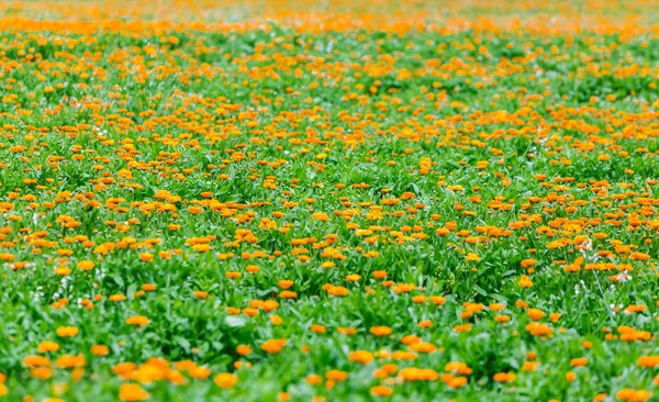 Tıbbi hazırlık için güzel calendula plantasyon