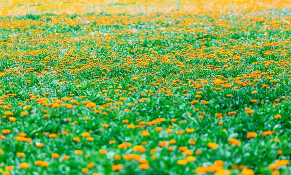 Tıbbi hazırlık için güzel calendula plantasyon