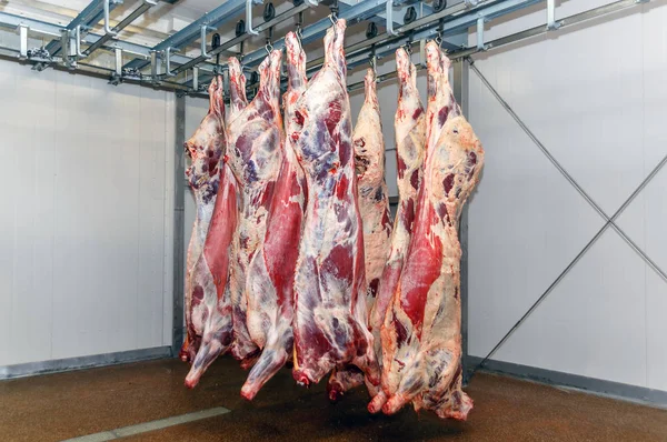 在肉厂切割肉类屠宰工人. 图库照片