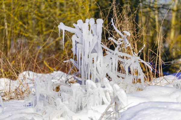 冰冻的水滴在草地和灌木上, 有着明亮的冬日阳光 — 图库照片