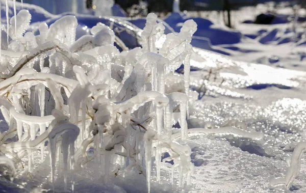 Gotas de agua congeladas en la hierba y arbustos con un sol brillante de invierno —  Fotos de Stock