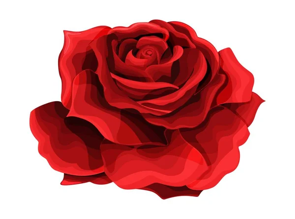 Rosa dibujo a mano y de color. Un capullo de rosa floreciente. Ilustración vectorial . — Vector de stock